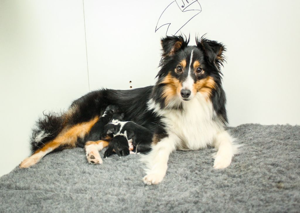 Melba's Guardians - Shetland Sheepdog - Portée née le 08/02/2022