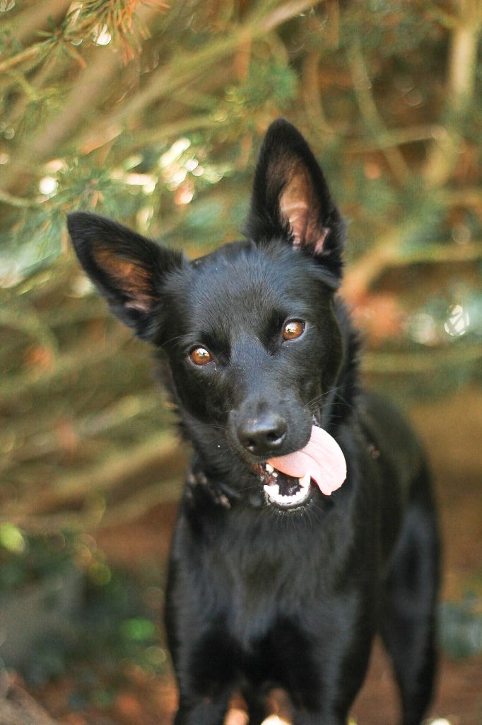 black river kennel Daitona ii